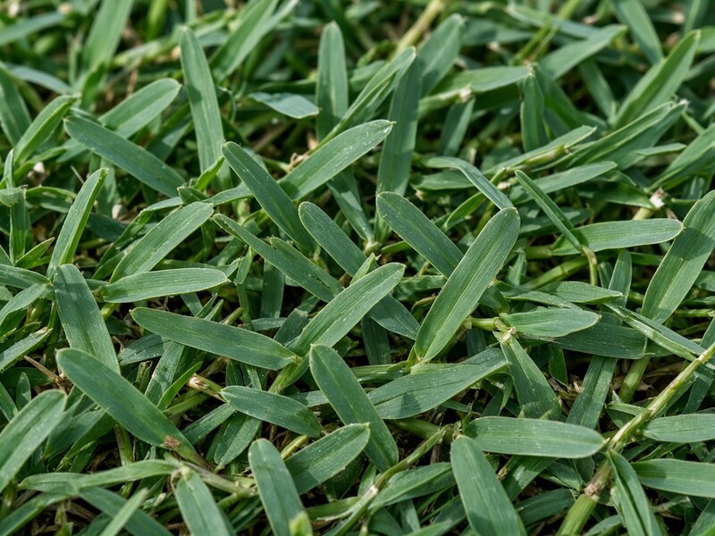 St. Augustine grass, a common Florida lawn choice