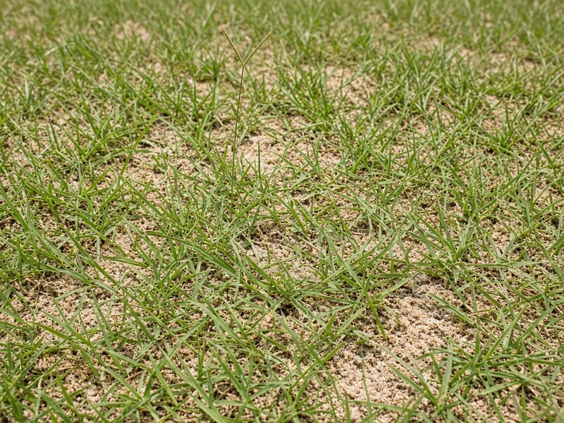 Bahia grass, a common Florida lawn choice