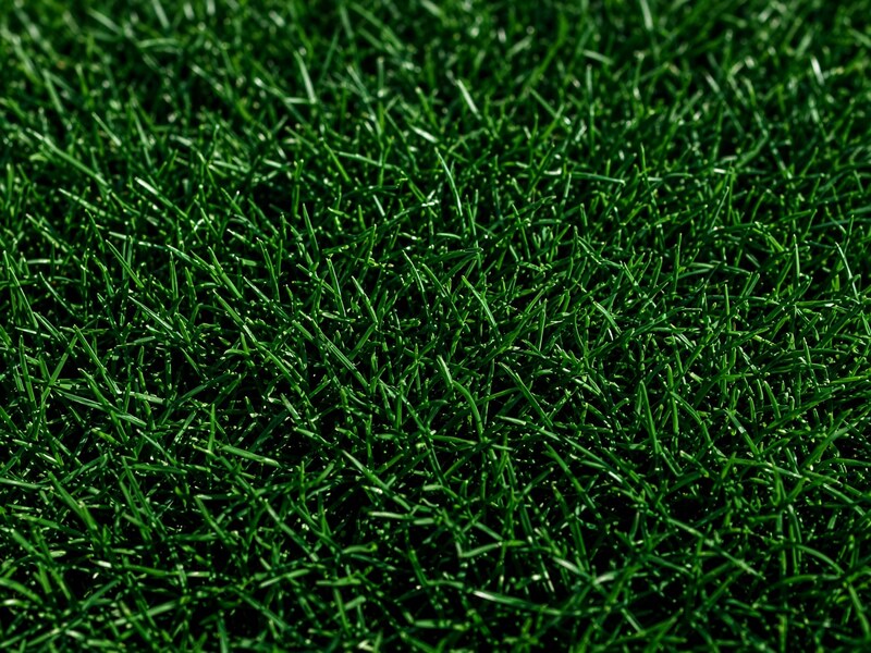 Zoysia grass, a common Florida lawn choice