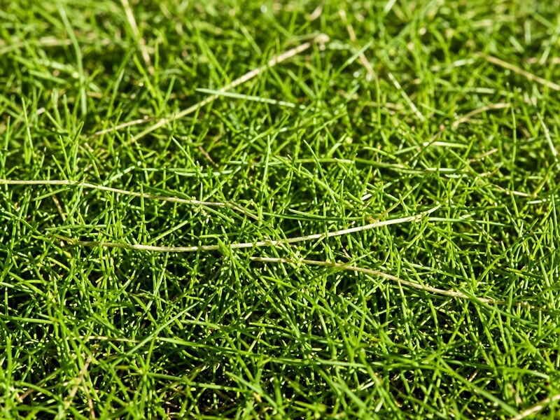 Bermuda grass, a common Florida lawn choice